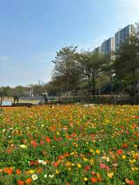 免門票，0元走進七彩莫奈花園～