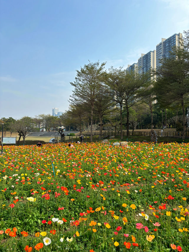 免門票，0元走進七彩莫奈花園～