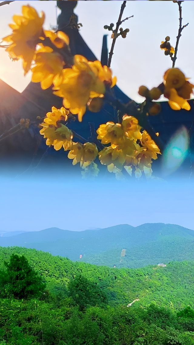 蘇州西山島來山里一起賞花踏春擁抱大自然