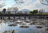 和順古鎮野鴨湖