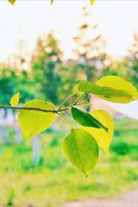 吉林四平市植物園：自然之美的繽紛世界
