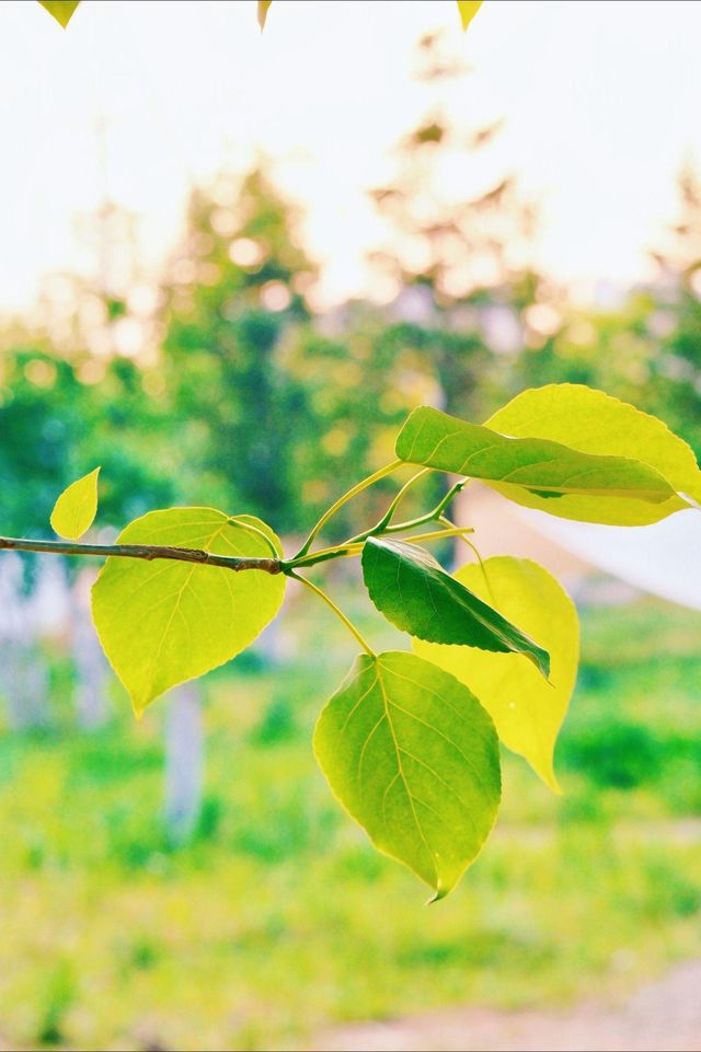 吉林四平市植物園：自然之美的繽紛世界