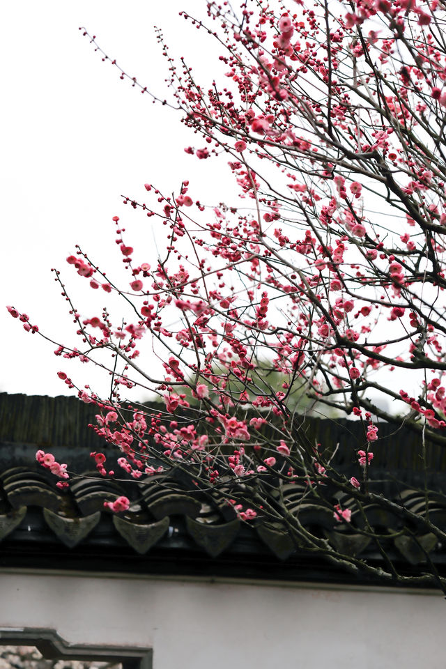 上海梅花季一定要去這個古典園林賞花還免費!! 上海梅花季一定要去這個古典園林賞花還免費!!