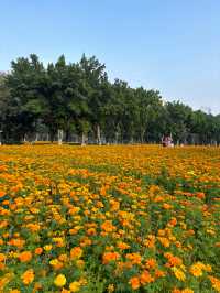 地鐵直達｜佛山賞花一日遊攻略
