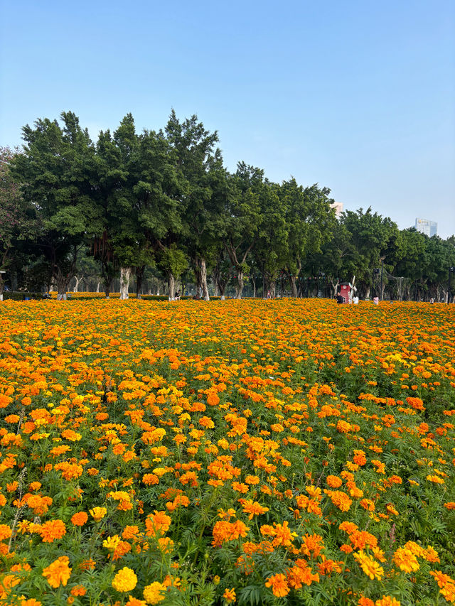 地鐵直達｜佛山賞花一日遊攻略