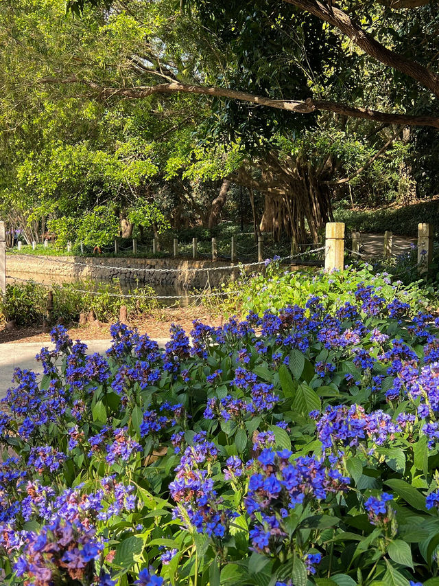 《筆架山公園的紫色奇蹟》