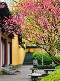 放過錢王祠吧！這個冷門寺廟的梅花更好拍