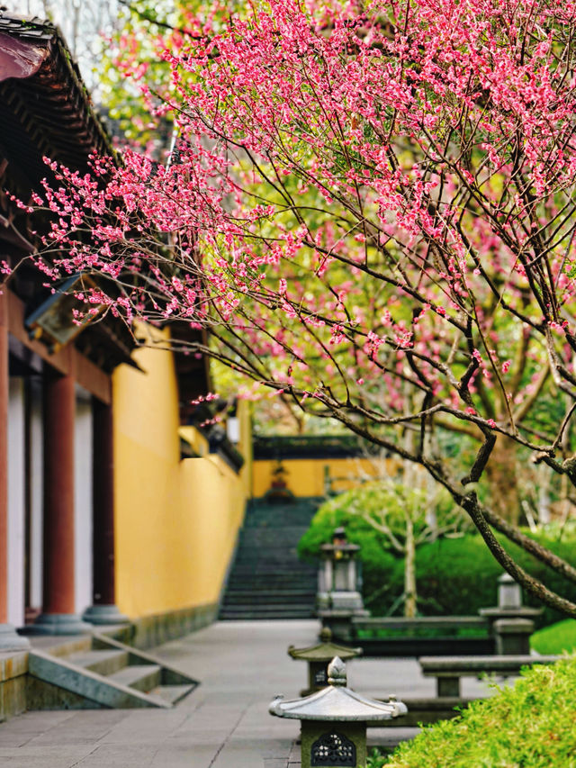 放過錢王祠吧！這個冷門寺廟的梅花更好拍