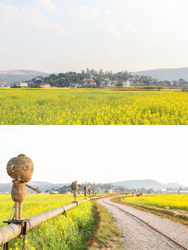 建水三月,去雙龍橋睇油菜花海 建水三月,去雙龍橋睇油菜花海