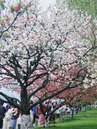 西湖三月天美景，賞花攻略不容錯過，二月梅花正盛