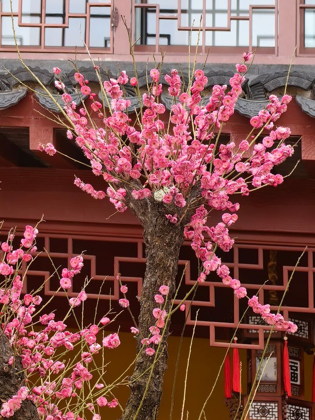 永福庵尋梅記