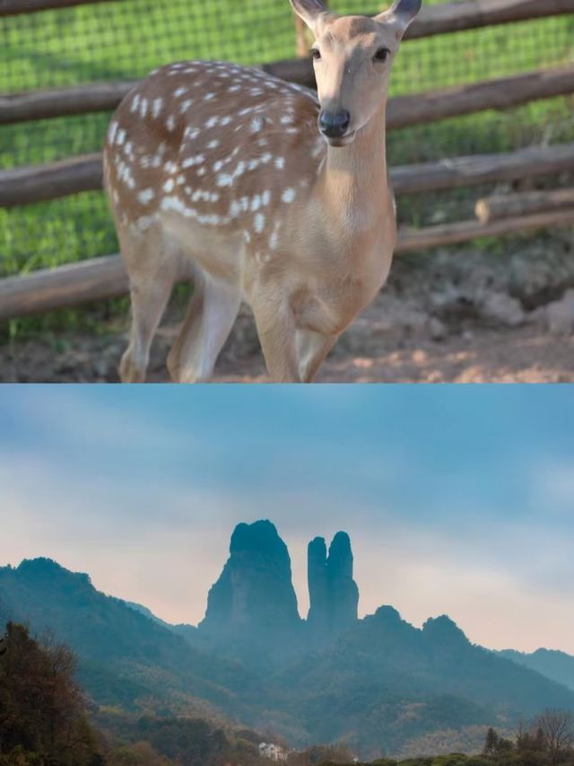 衢州之旅剛結束，我的消費觀徹底崩潰了。