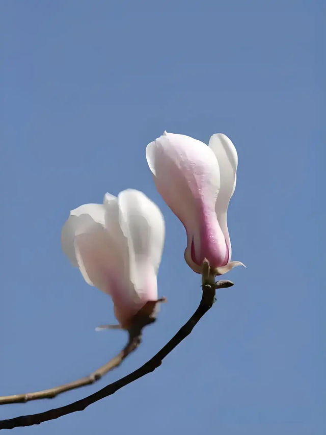 玉蘭吐芳