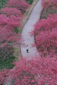 春日賞花｜藏在福建的「阿里山」是賞櫻勝地