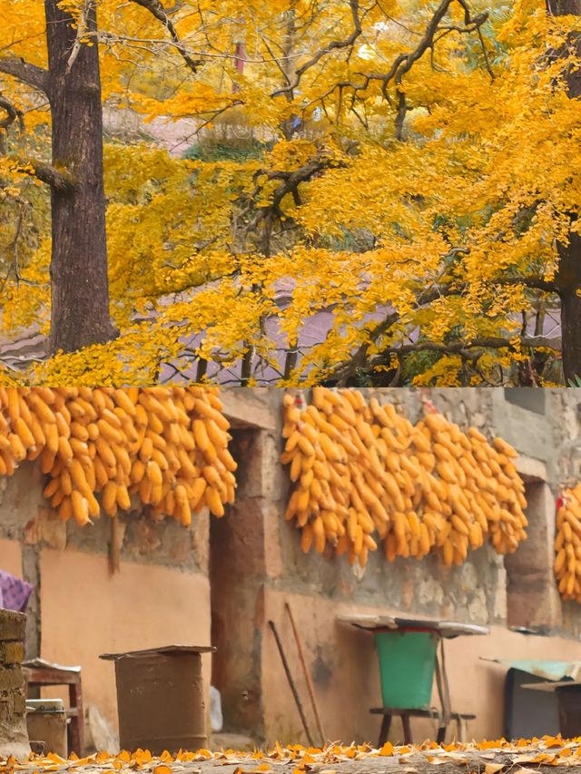 世界古銀杏之鄉