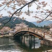 🌸日本·絕美賞櫻地推薦
