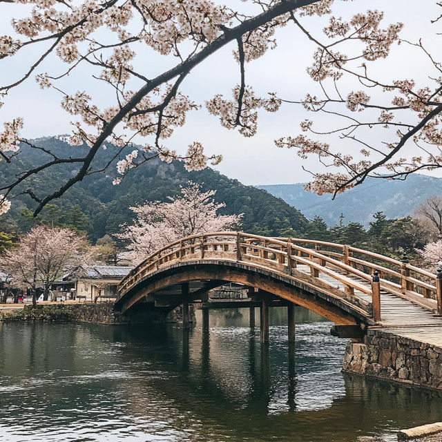 🌸日本·絕美賞櫻地推薦
