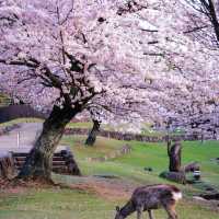 🌸2025日本關西賞櫻攻略 | 必去景點大揭秘！