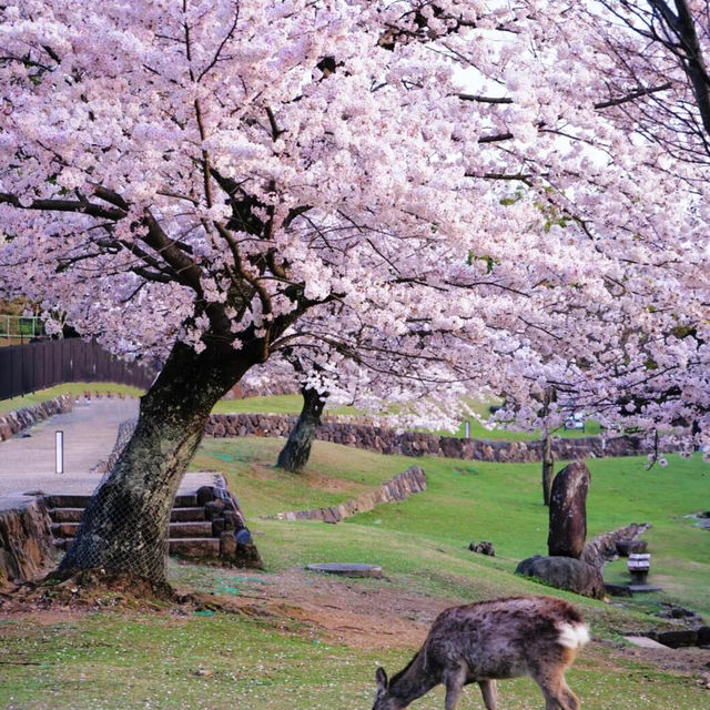 🌸2025日本關西賞櫻攻略 | 必去景點大揭秘！
