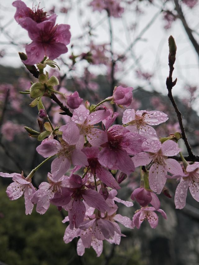 桂林南溪山公園早櫻開花了，最主要是不用門票