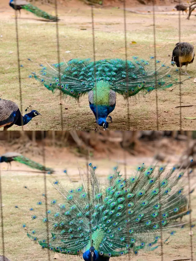 [Shenzhen Safari Park Super Complete Guide｜emoji warning｜Must-read]