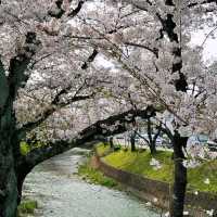 🌸名古屋旁竟藏著這等賞櫻寶地！犬山強推！