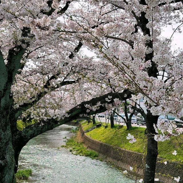 🌸名古屋旁竟藏著這等賞櫻寶地！犬山強推！