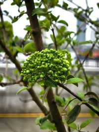 西岸探花記