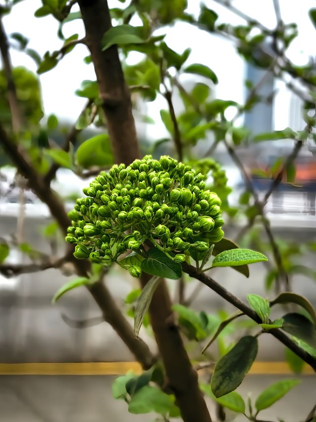 西岸探花記 西岸探花記