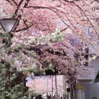 被隅田公園的櫻花美到失語🌸 東京賞櫻天花板