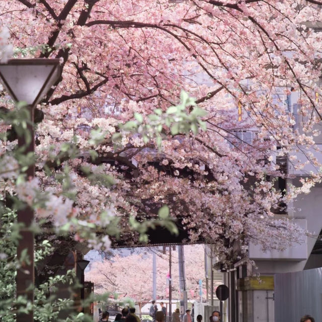 被隅田公園的櫻花美到失語🌸 東京賞櫻天花板
