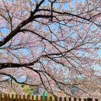 釜山賞櫻一日遊🌸 快複製這條路線