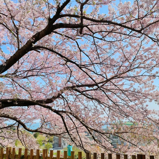 釜山賞櫻一日遊🌸 快複製這條路線