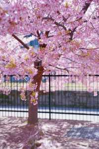 Discover the Cherry Blossom Sea in Kyoto with Direct Metro Access!