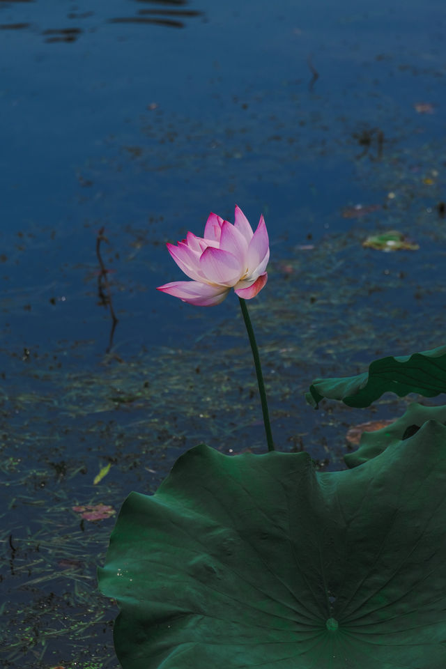 杭州賞荷花，別錯過這個莫奈花園
