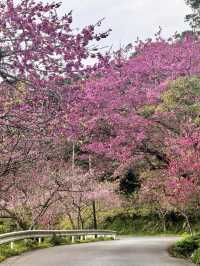 八重岳櫻舞，南國春光