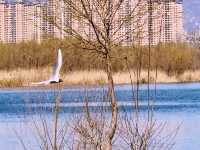 春日奇遇記 | 太原汾河公園的海鷗盛宴