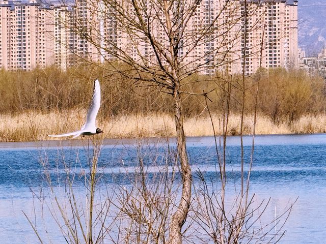 春日奇遇記 | 太原汾河公園的海鷗盛宴
