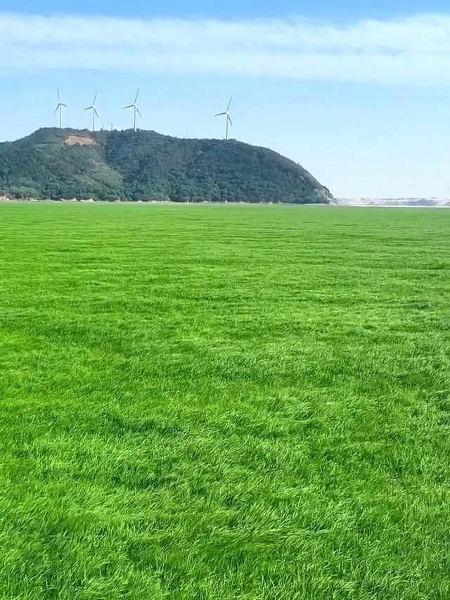 春日已綠鄱陽湖草海，美到窒息嘅仙境