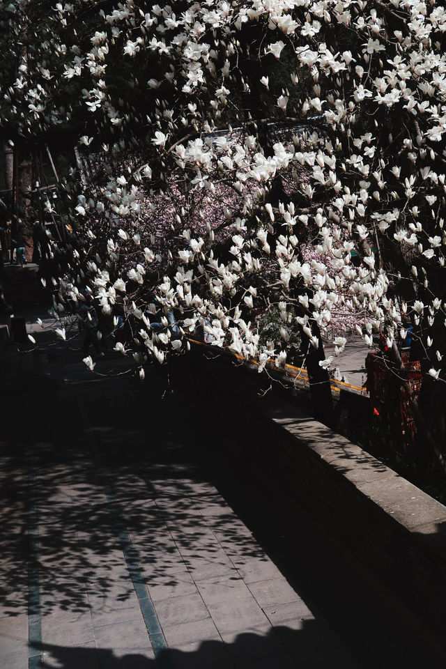 北京門頭溝潭柘寺｜古寺春色，一眼千年