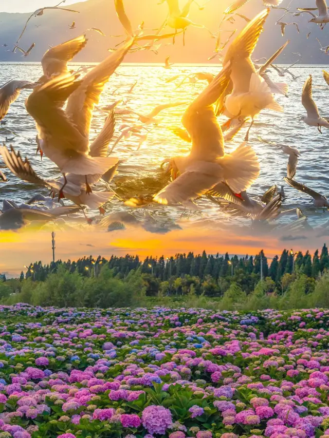 Kunming in April: Step into the Jacaranda Wonderland of a Miyazaki Anime