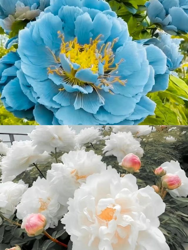 穿越時空，邂逅神都牡丹洛陽