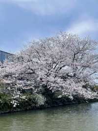 福岡柳川，粉櫻爛漫的水鄉綺夢