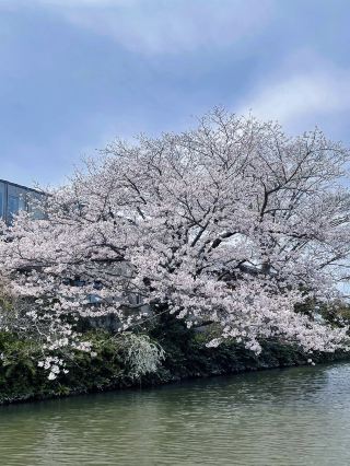 Fukuoka Yanagawa, a picturesque dreamland of cherry blossoms.
