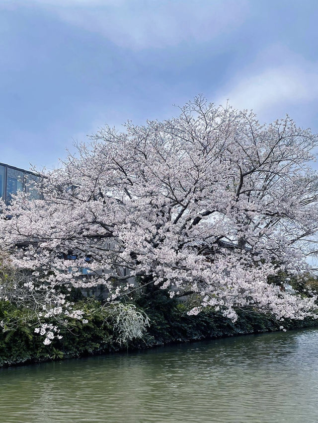 福岡柳川，粉櫻爛漫的水鄉綺夢