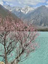 比起嘎拉桃花村，我更愛沿途的雪山和桃樹