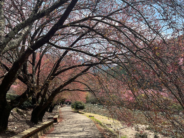 台中必去！武陵農場櫻花季尾聲也超美🌸