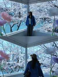 🌸春日限定 | 首爾石村湖浪漫櫻花季