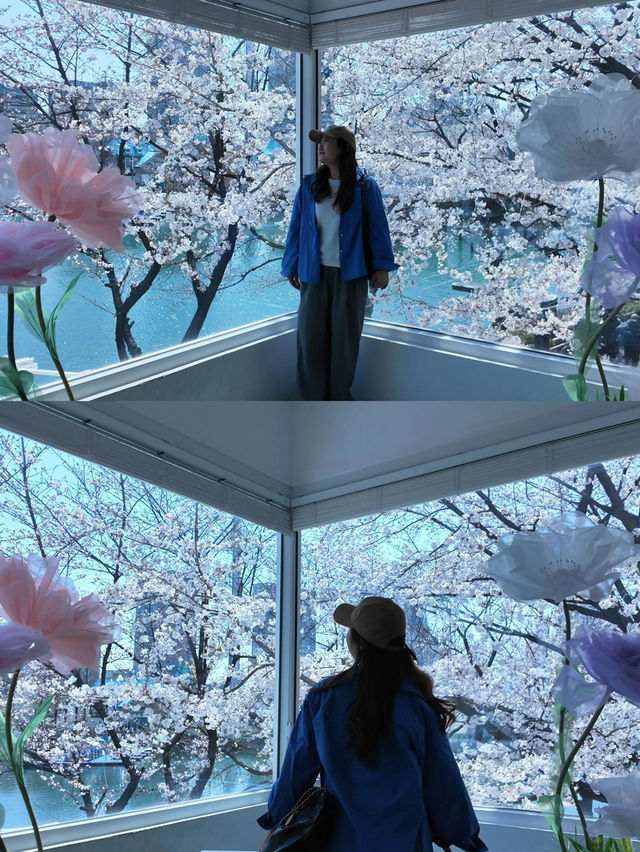 🌸春日限定 | 首爾石村湖浪漫櫻花季