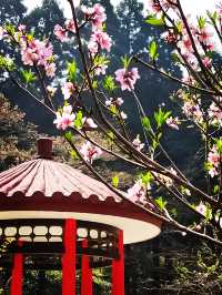 九江賞桃花春日特別攻略：邂逅江南最柔軟嘅粉紅色